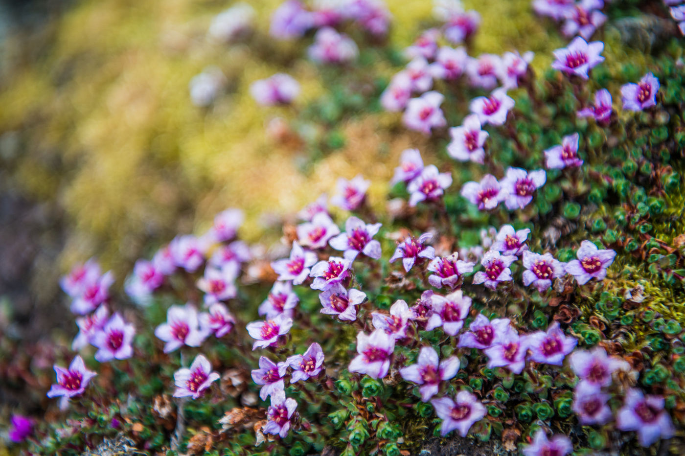 Sfeerbeeldje van de lokale flora. © David 'Billy' Herman