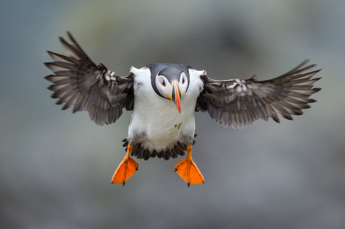 Atlantic puffin © David 'Billy' Herman