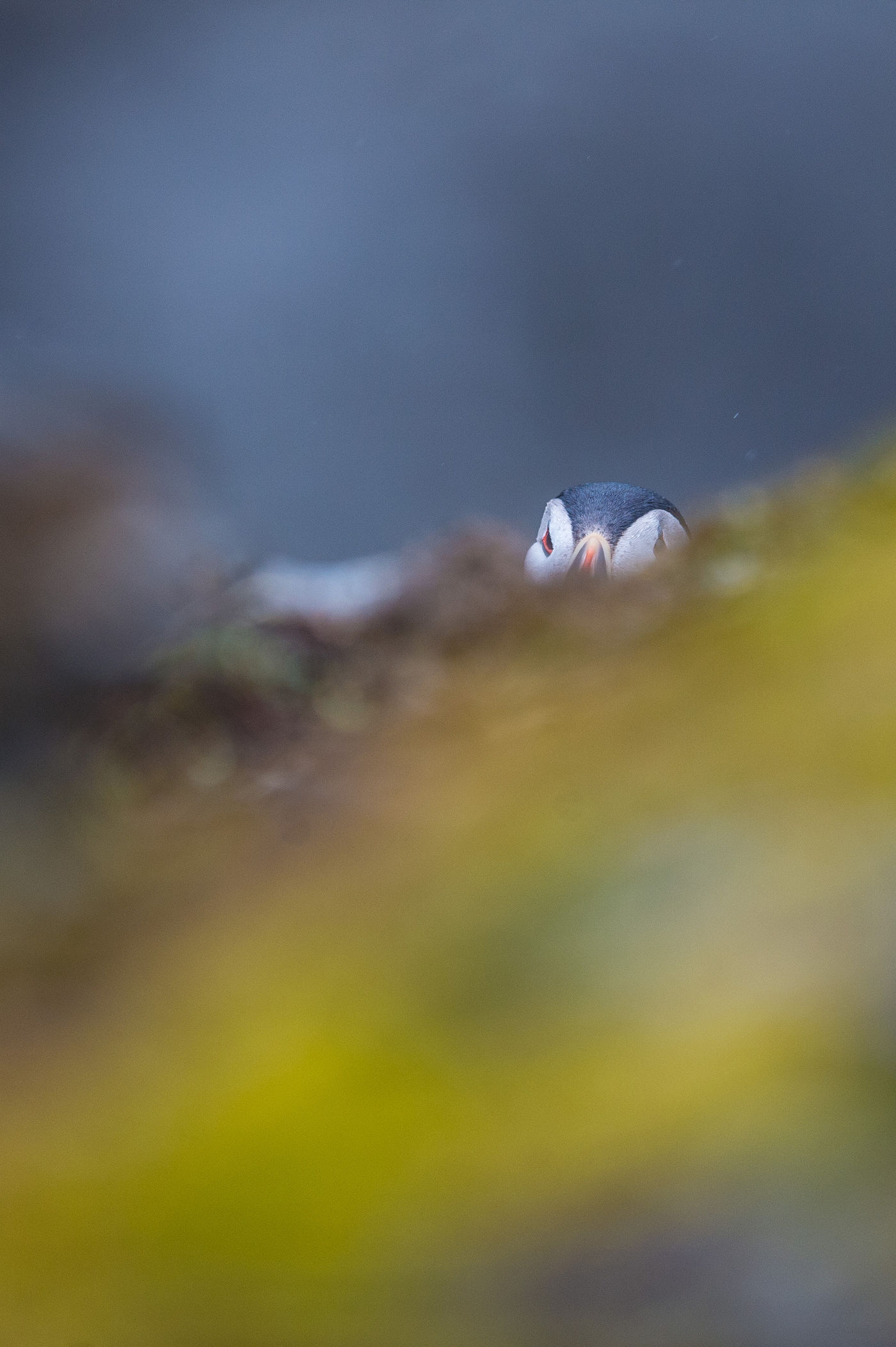 Atlantic puffin © David 'Billy' Herman