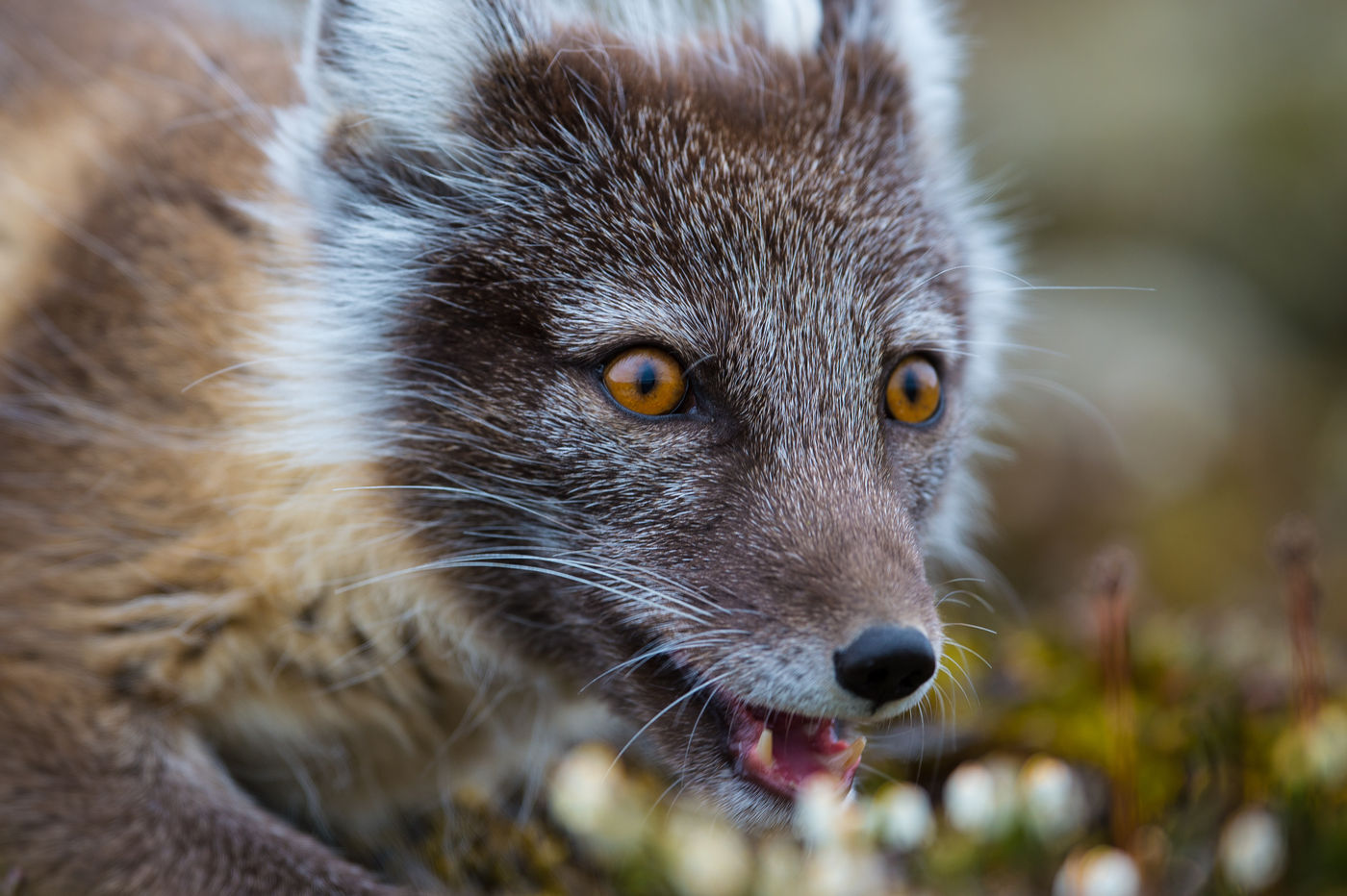 Poolvosjes hebben de mooiste ogen! © David 'Billy' Herman