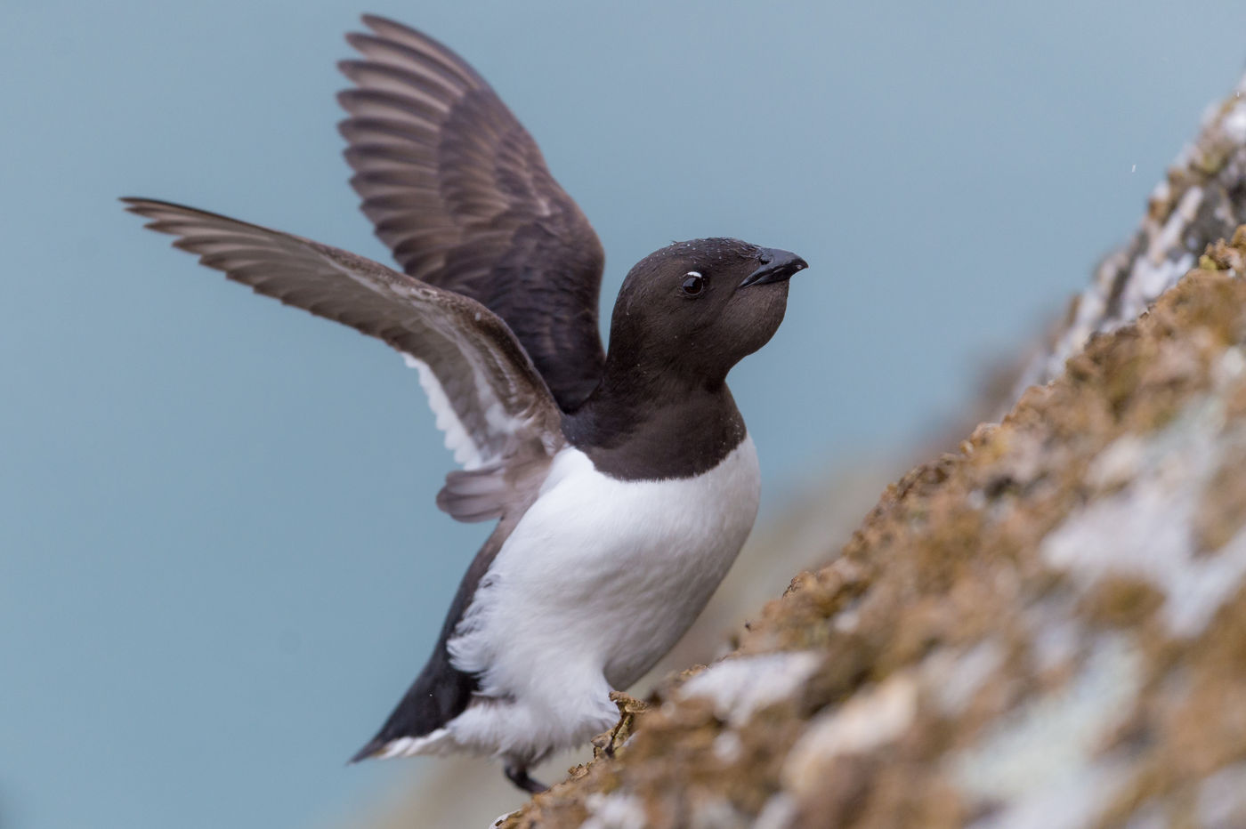 Kleine alken komen soms bij ons terecht, maar hier horen ze pas echt thuis! © David 'Billy' Herman