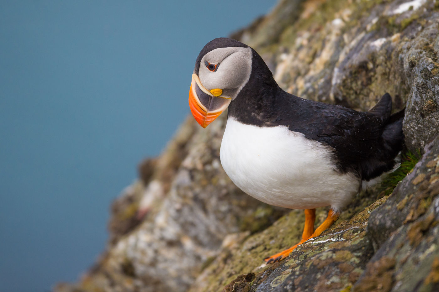 Atlantic puffins are always fun to see and photograph. © David 'Billy' Herman