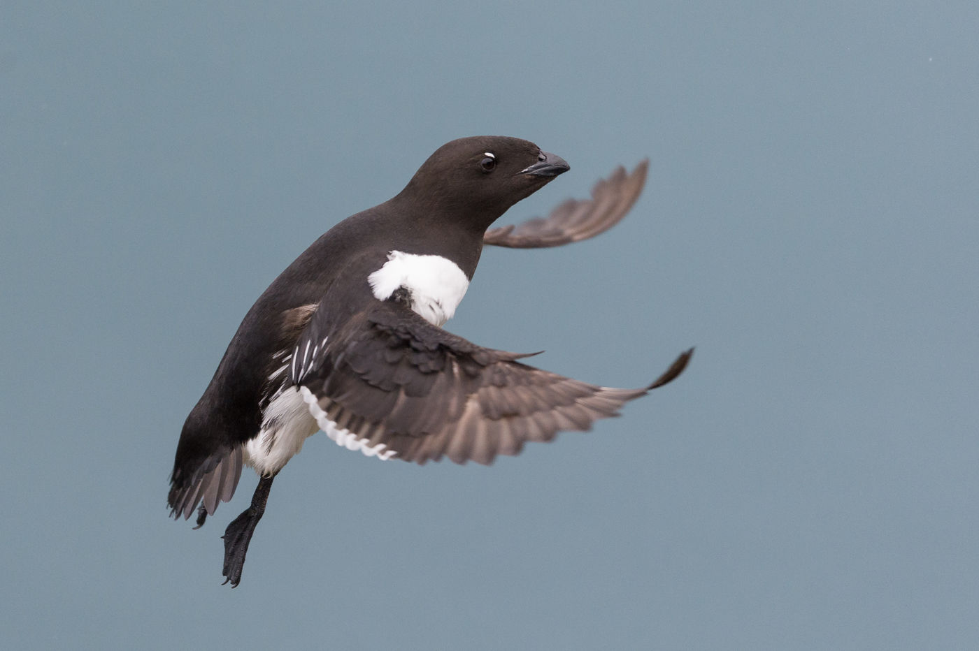 Little auks in breeding plumage, on their way to the colony. © David 'Billy' Herman