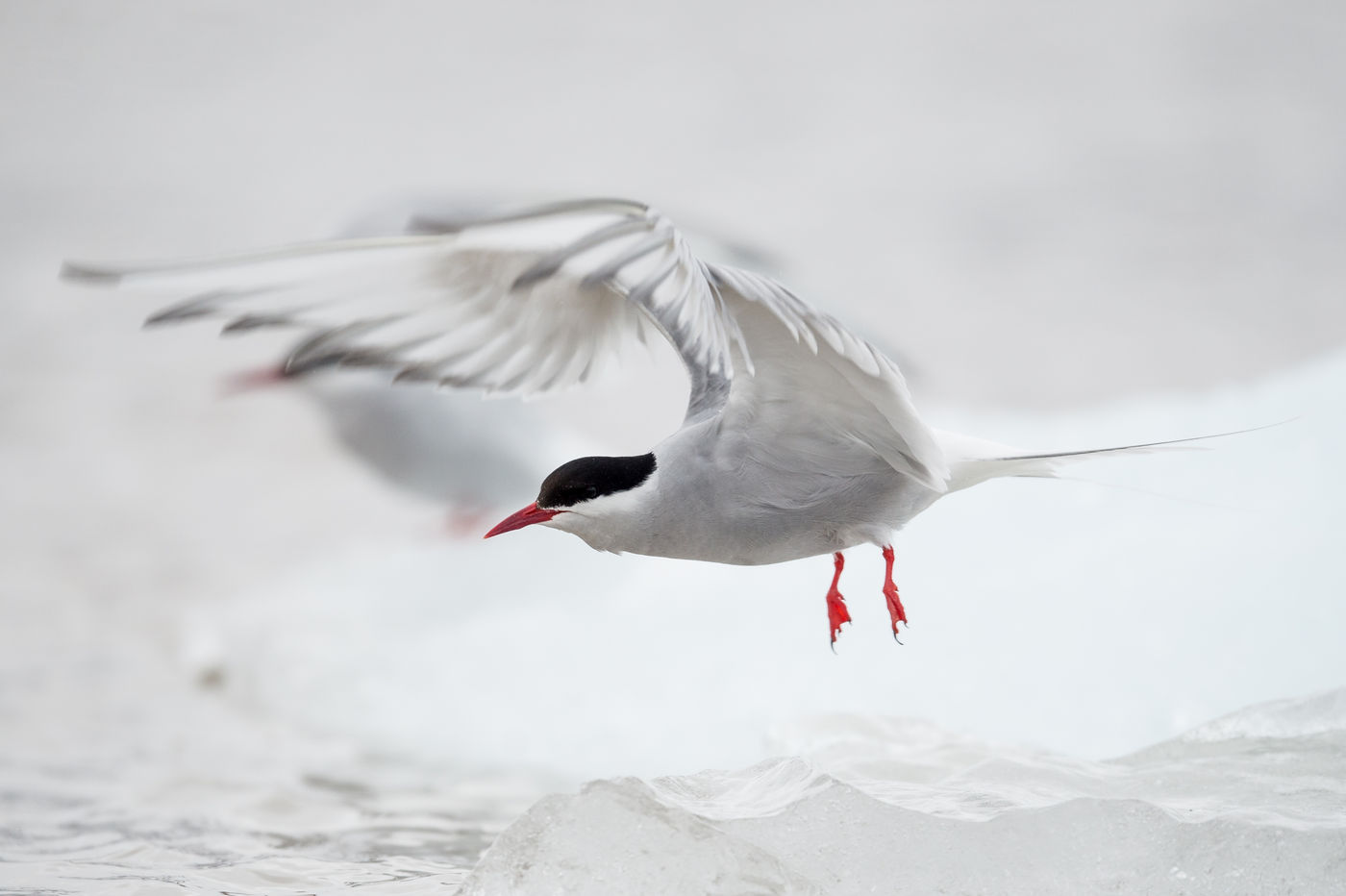 Arctic terns are very common and full of character. © David 'Billy' Herman