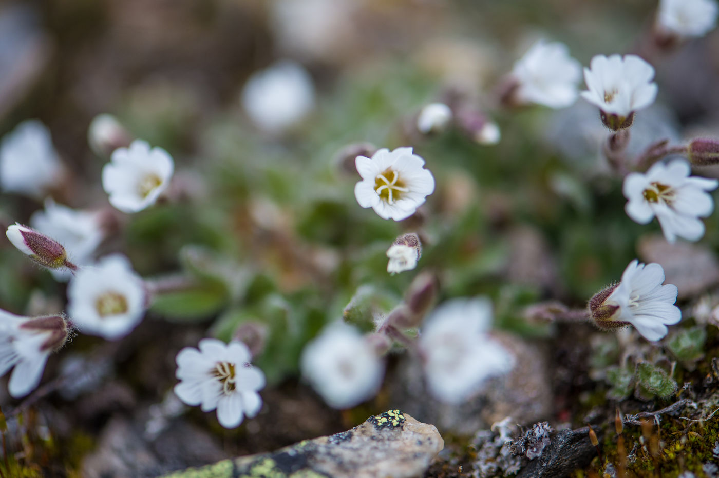 Close-up van de unieke flora. © David 'Billy' Herman