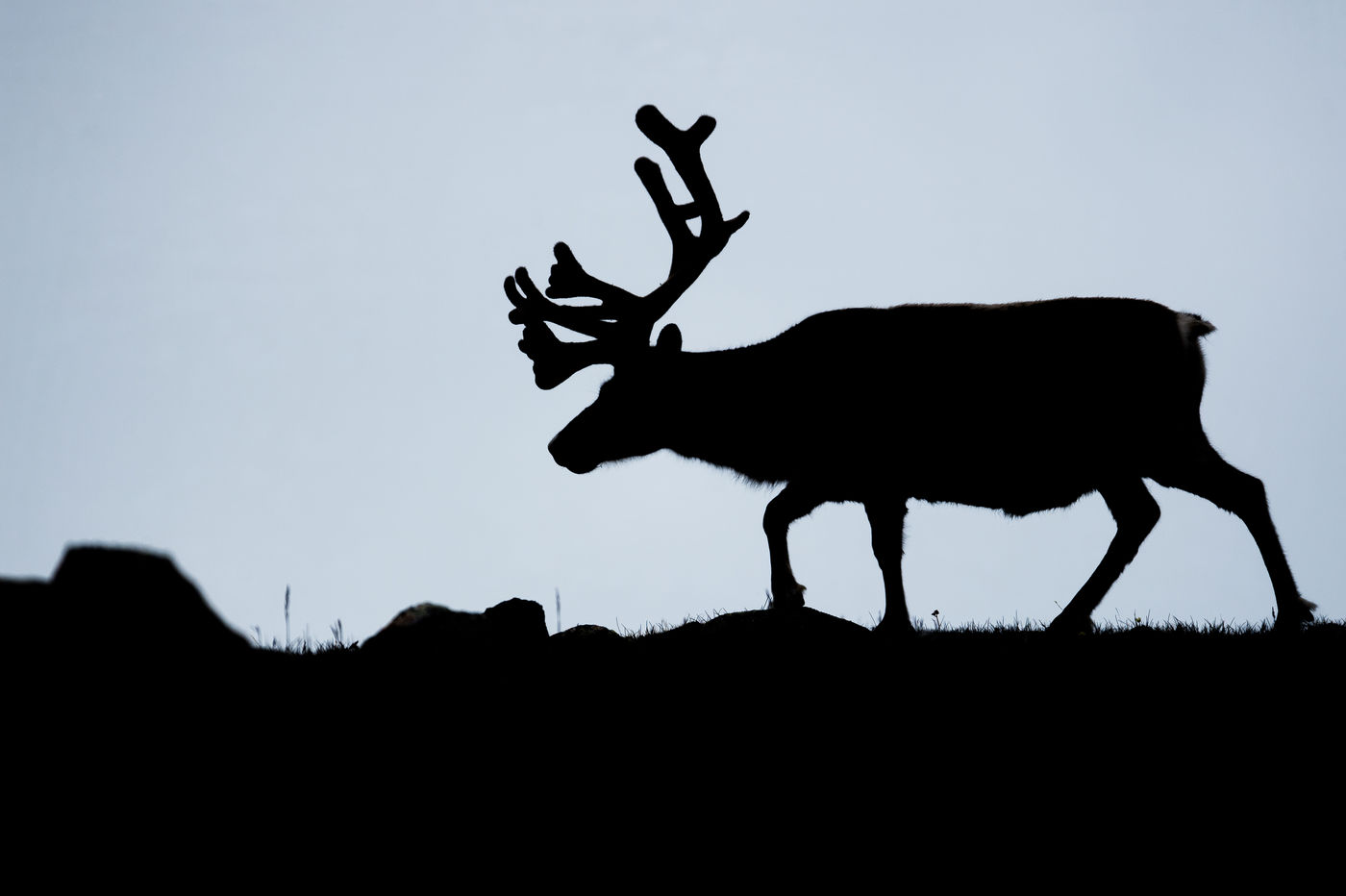 Vous aurez l'occasion de croiser le renne de la sous-espèce locale © David 'Billy' Herman