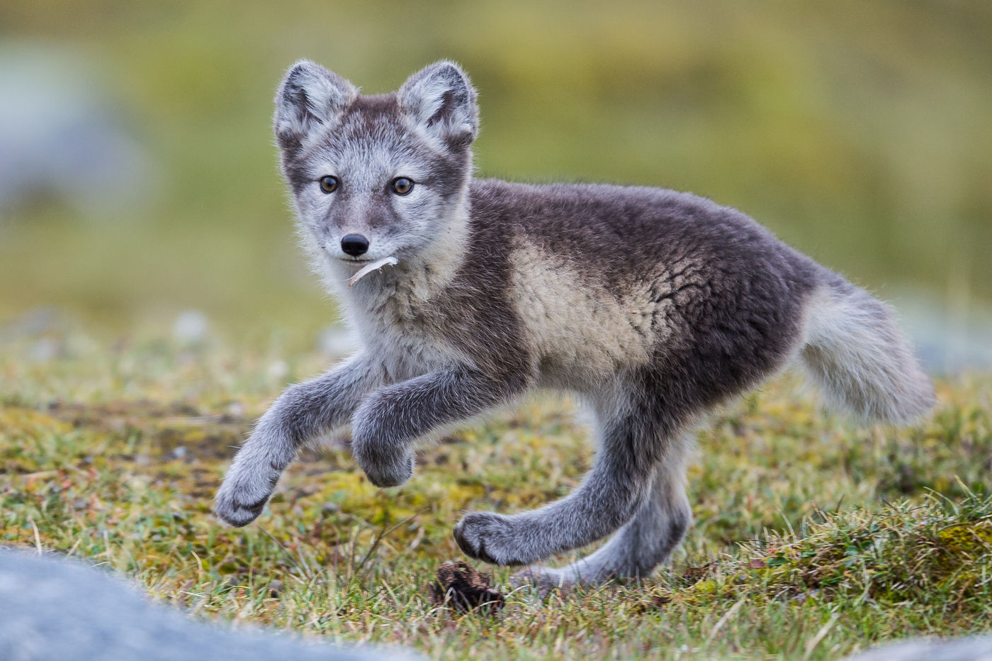 Arctic foxes are always a customer's favorite! © David 'Billy' Herman