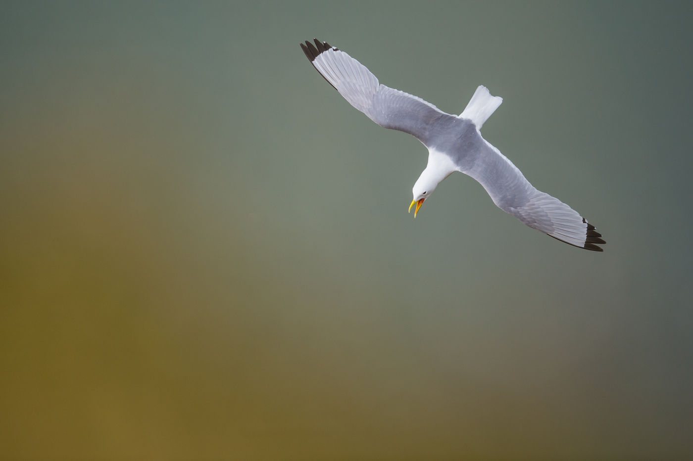 Een drieteenmeeuw komt binnengekeild! © David 'Billy' Herman