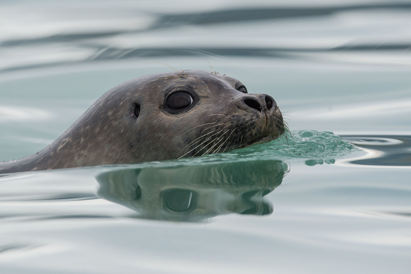 A seal comes inspecting what all that activity is on the beach. © David 'Billy' Herman