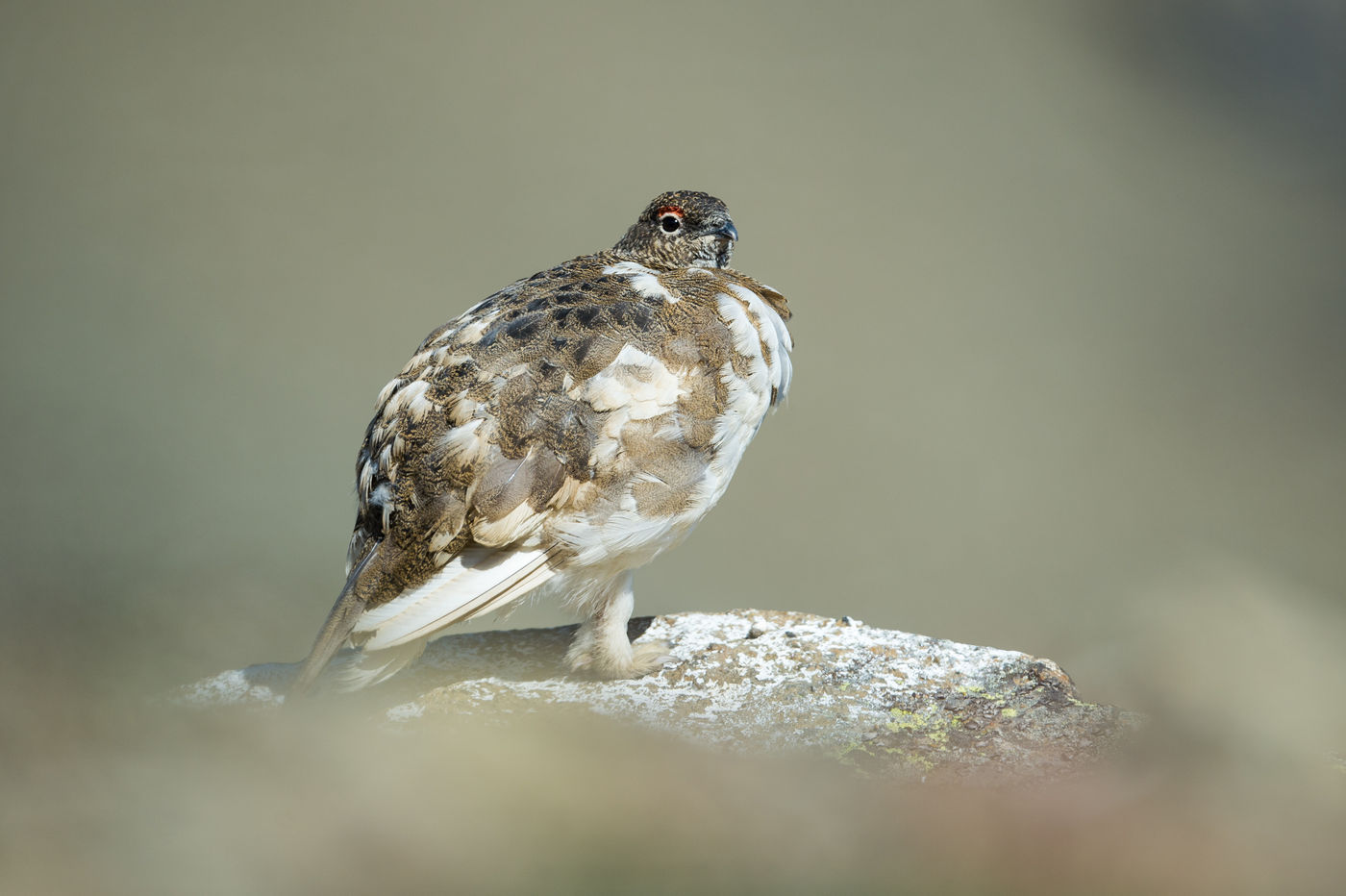 Alpensneeuwhoenen ruilen hun parelwitte verenkleed in de zomer voor een goed gecamoufleerd jasje. © David 'Billy' Herman