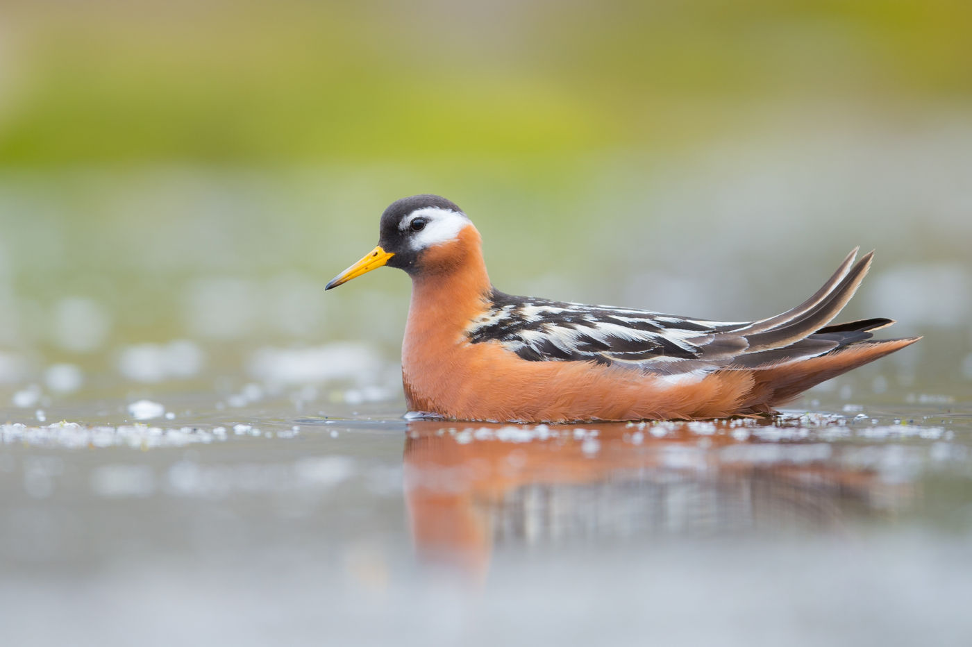 Rosse franjepoten behoren tot die paar soorten op aarde waar de wijfjes mooier zijn dan de mannetjes. © David 'Billy' Herman