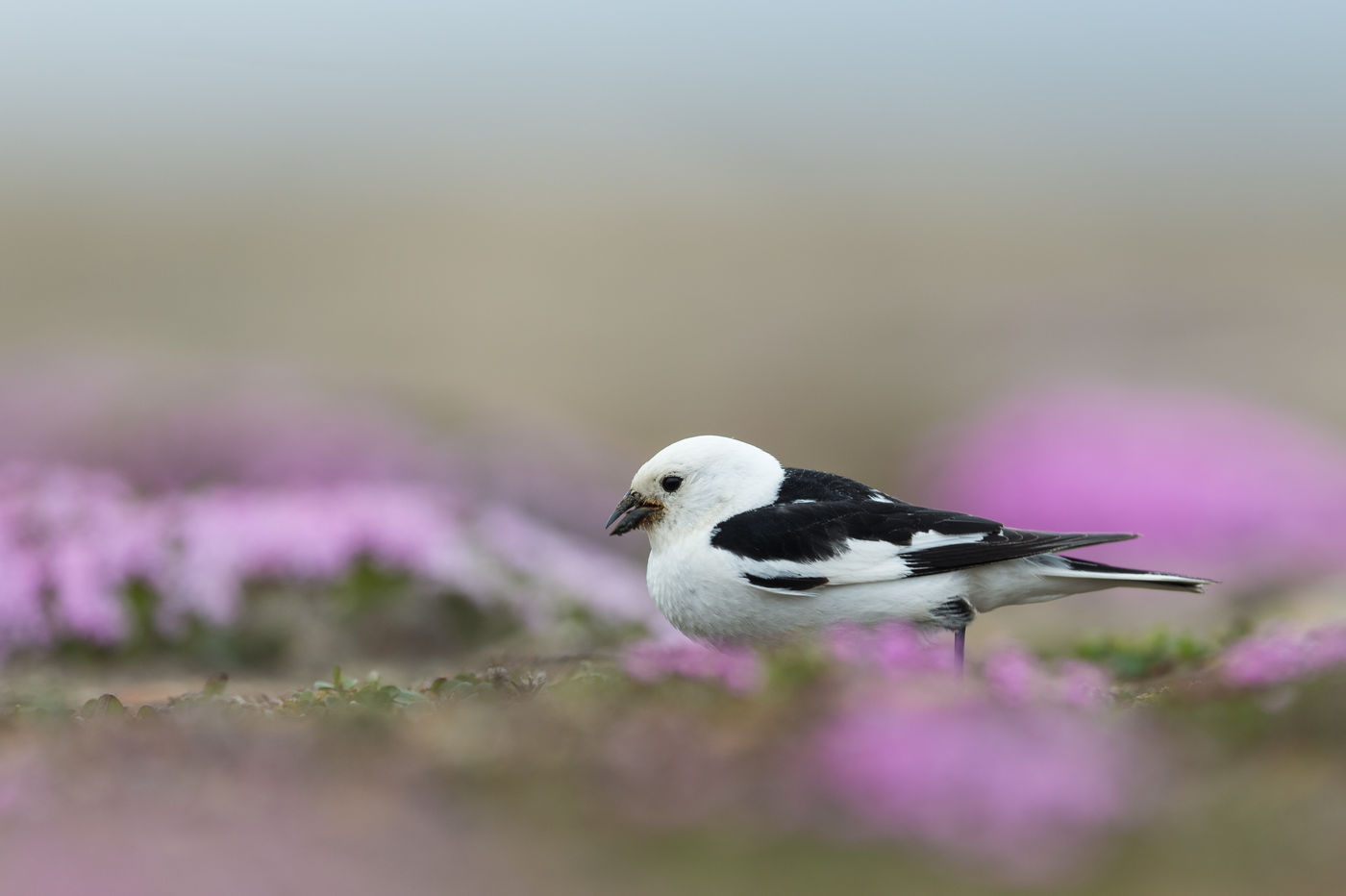 Sneeuwgorzen kleuren in zomerkleed prachtig wit-zwart. © David 'Billy' Herman