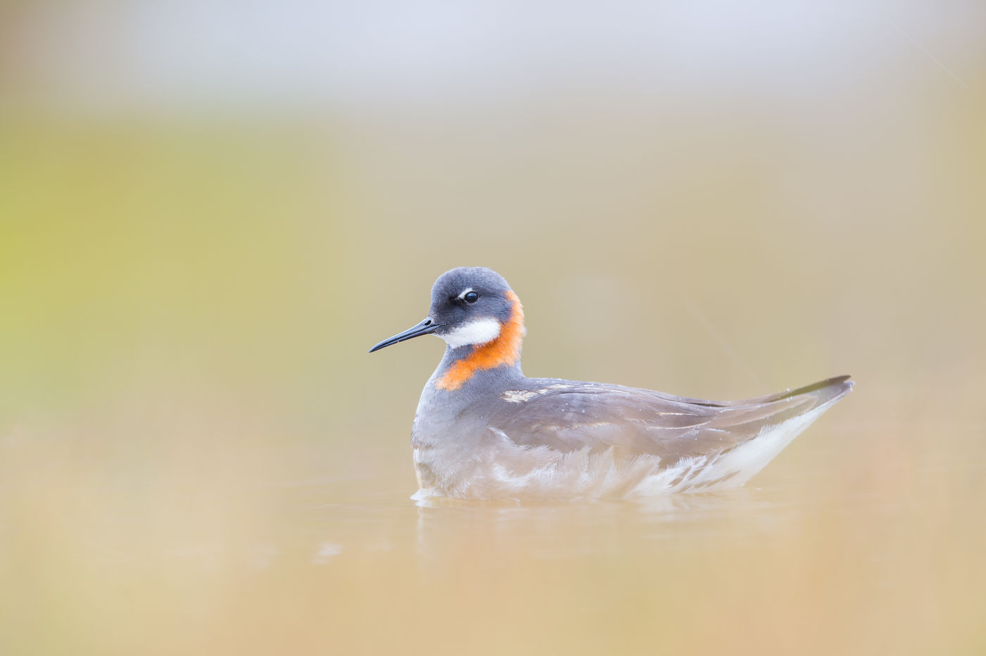Les points bas permettent de photographier les phalaropes à bec étroit