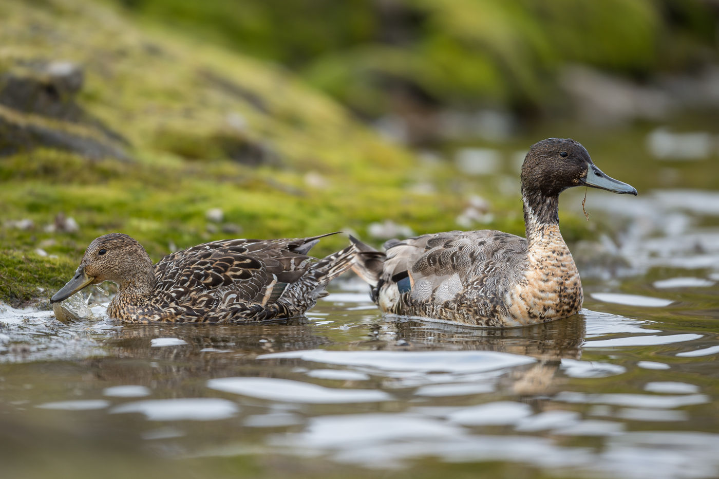 This northern pintail is going in eclips plumage, which is expected with the short breeding season these birds go through each year. © David 'Billy' Herman