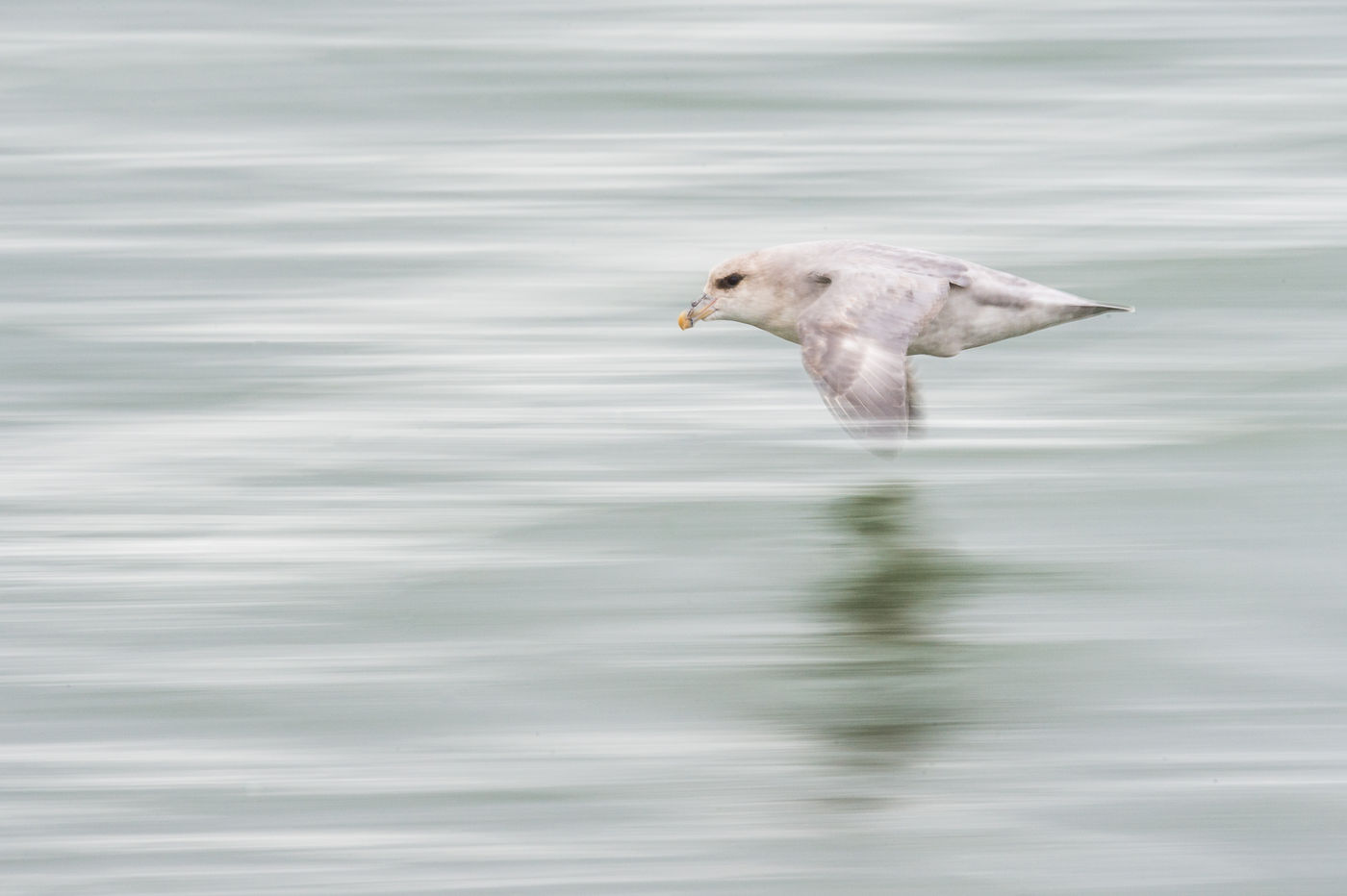 Een abstracte foto van een noordse stormvogel. © David 'Billy' Herman