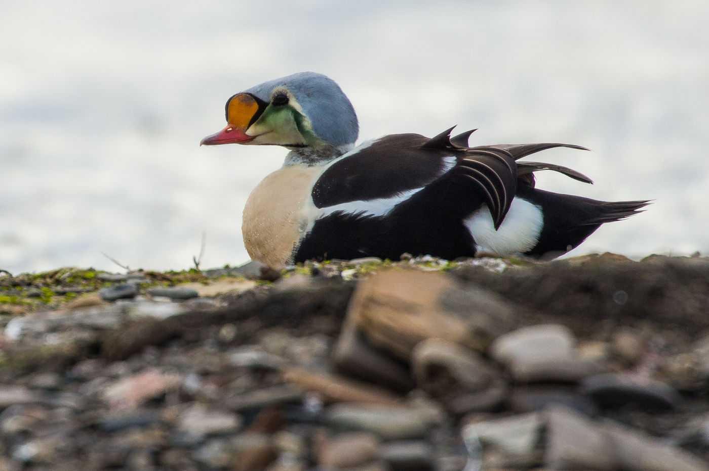 This male king eider came very close for a picture. © David 'Billy' Herman