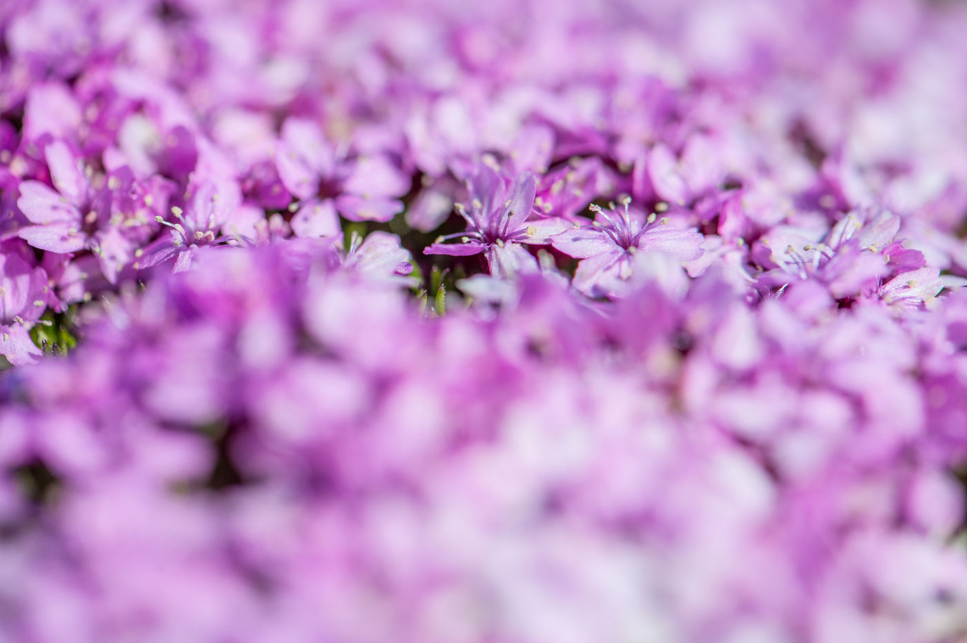 Close-up van de zomerflora. © David 'Billy' Herman