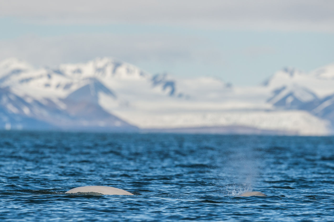 Beluga's zijn de witte dolfijnen van de poolstreken. © David 'Billy' Herman