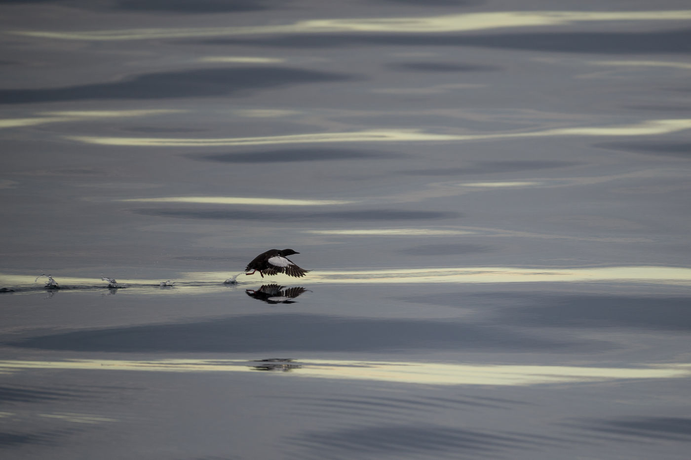 A black guillemot takes off! © David 'Billy' Herman