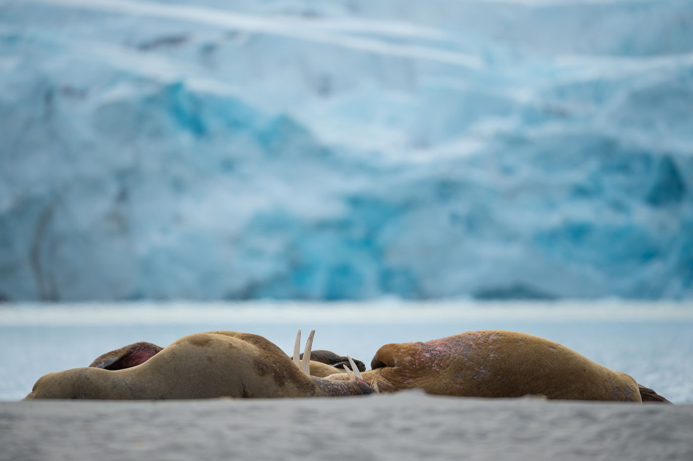 Walrussen eten enkel schaaldieren en hebben best wat tijd nodig om deze te verteren. © David 'Billy' Herman