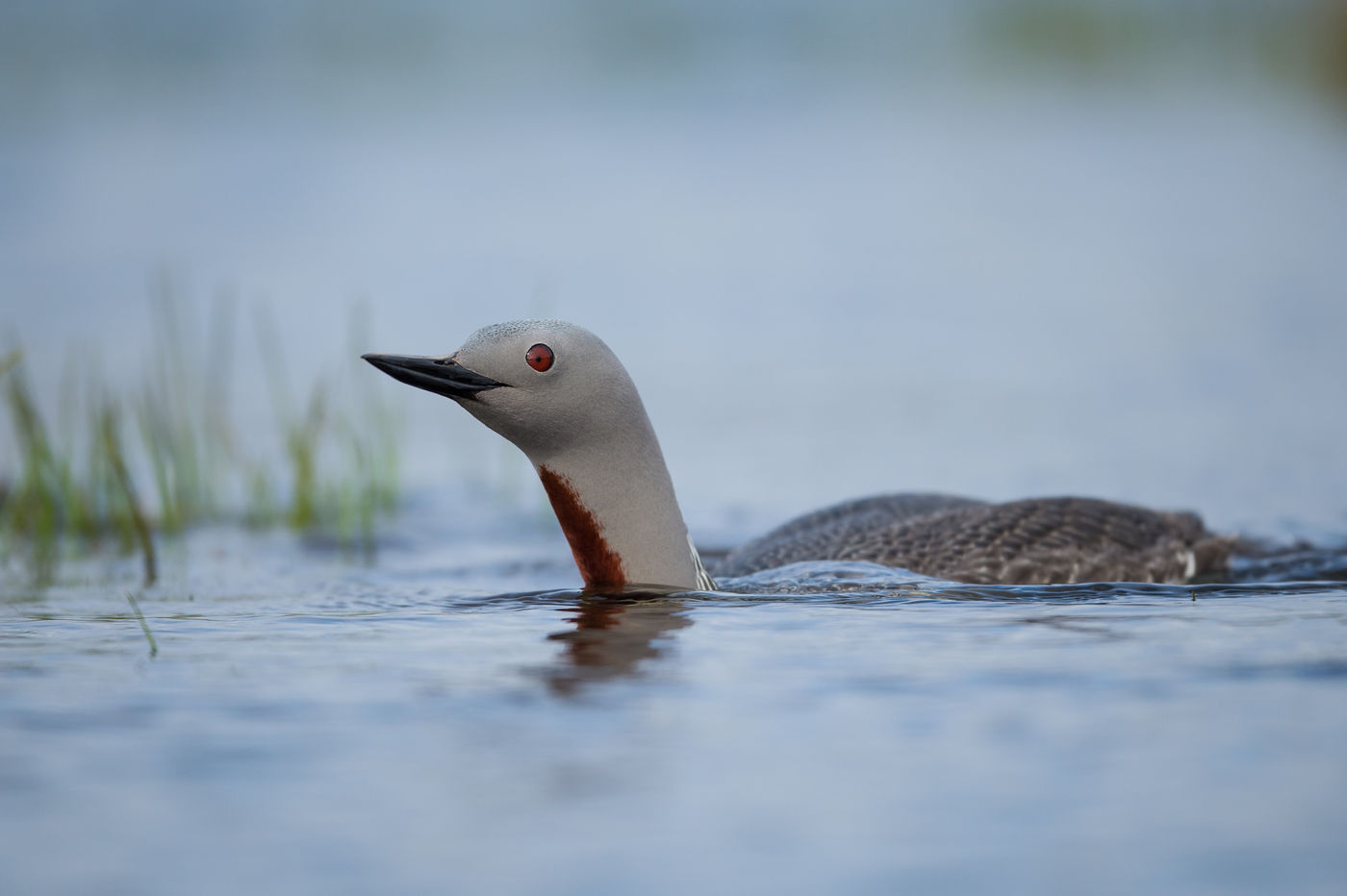 You rarely see red-throated divers in full breeding plumage, but here it's pretty normal! © David 'Billy' Herman