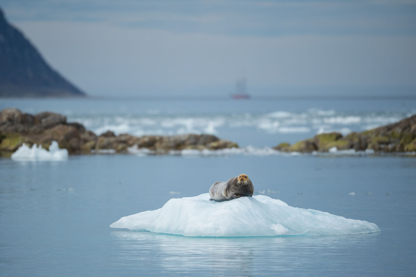 You're always safe on a sheet of ice, this bearded seal figured. © David 'Billy' Herman