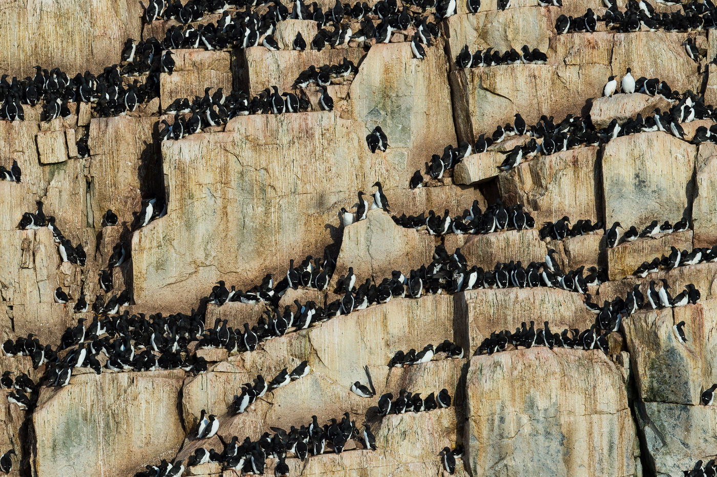 Kortbekzeekoeten zitten opeen gepakt op de steile rotskliffen. © David 'Billy' Herman
