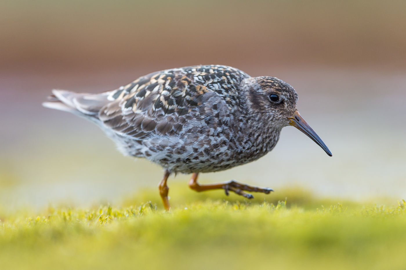 During summer, purple sandpipers gain the most beautiful patterned summer plumage, allowing them to be invisible on the tundra. © David 'Billy' Herman