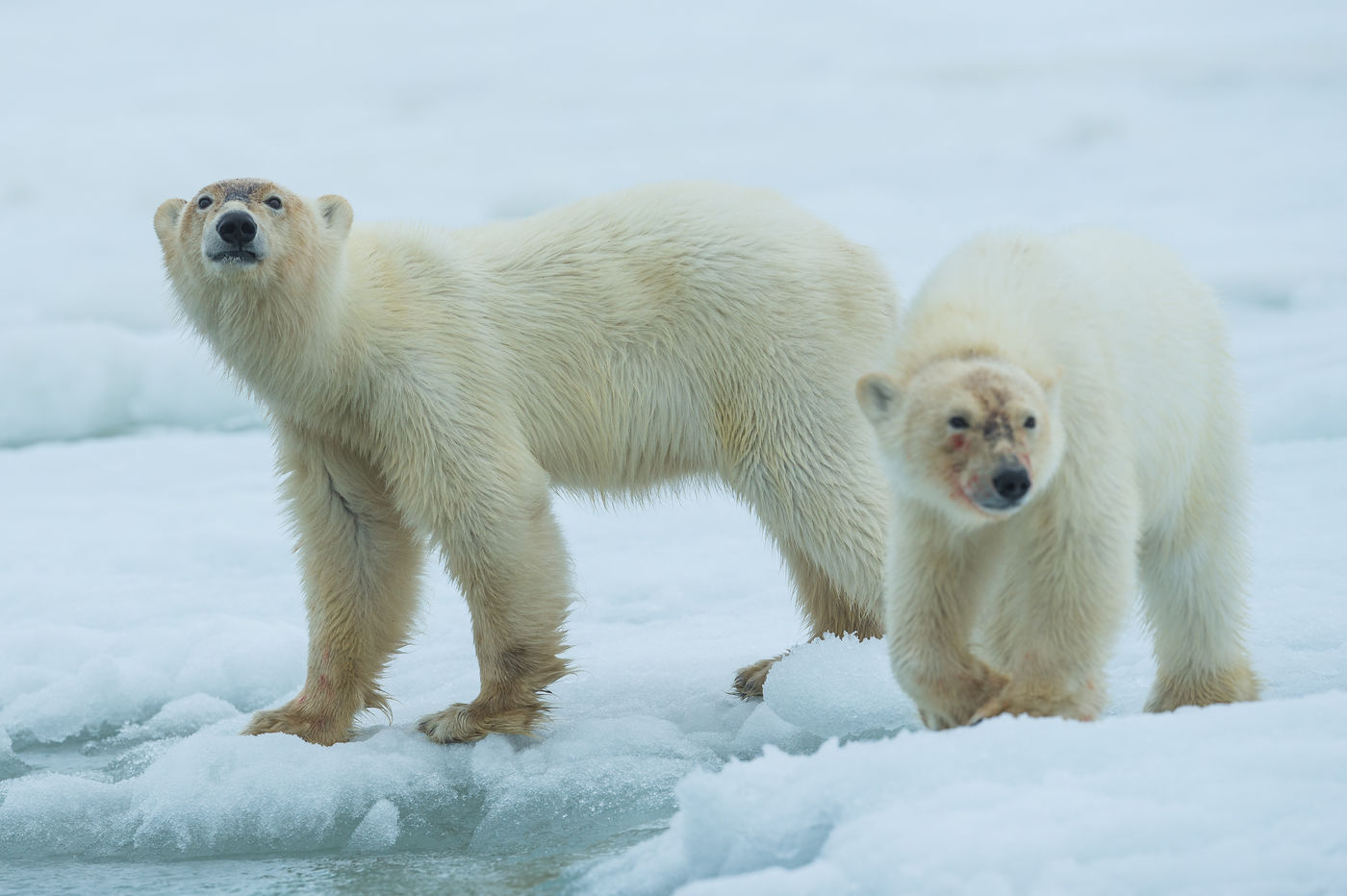 © David 'Billy' Herman