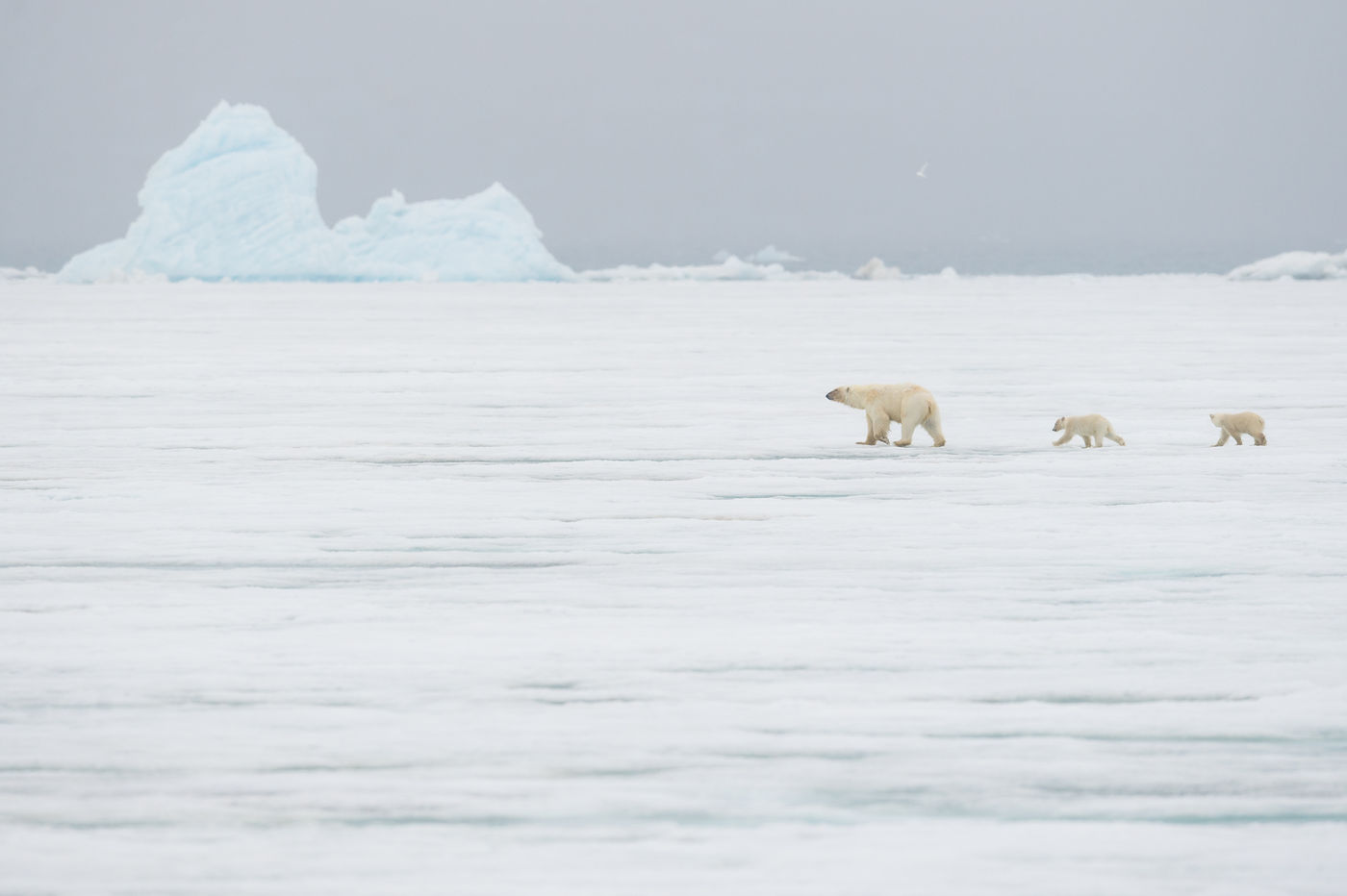 © David 'Billy' Herman