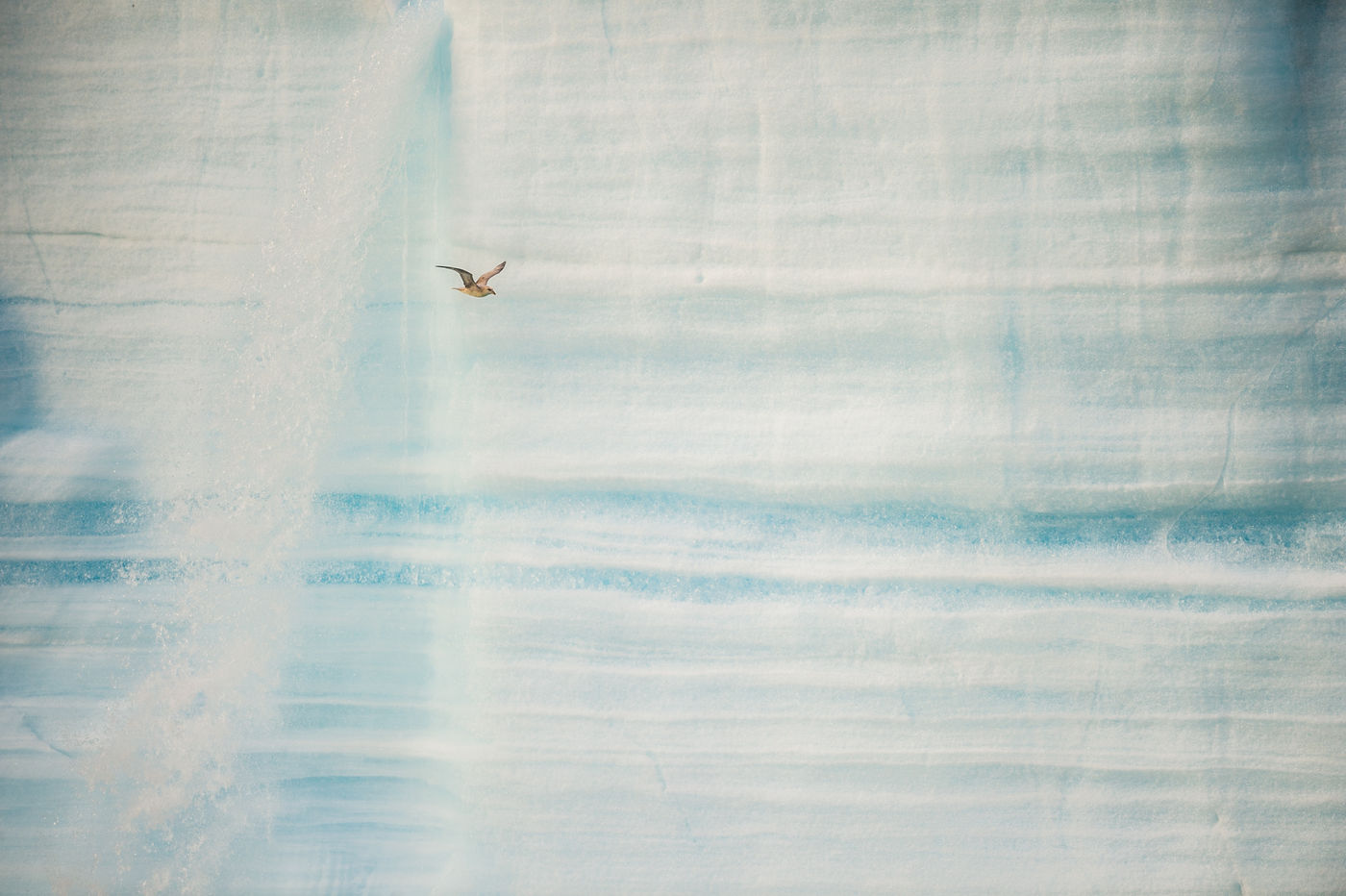 Een noordse stormvogel patrouilleert langs een muur van ijs. © David 'Billy' Herman