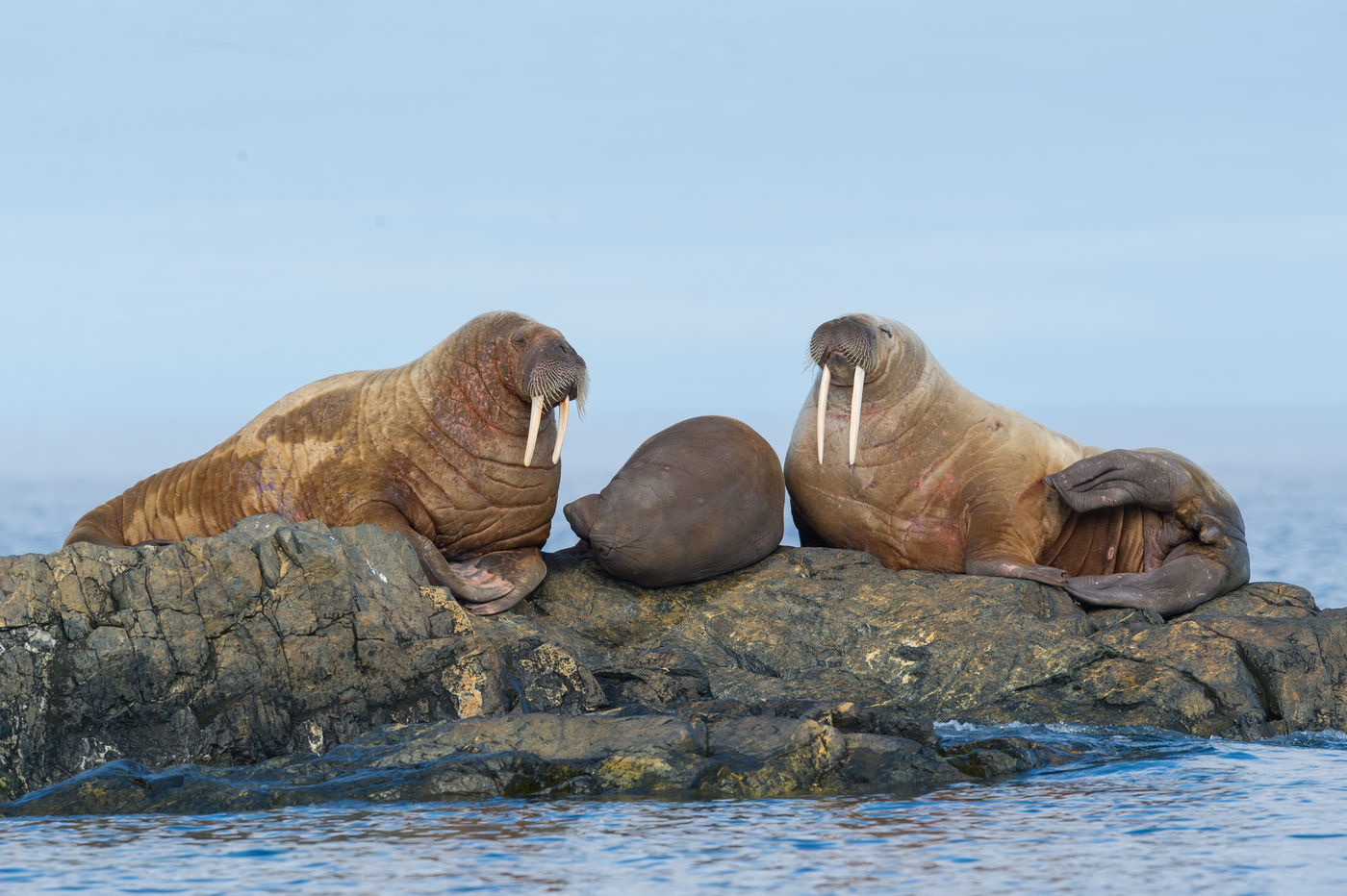 Walrussen © David 'Billy' Herman