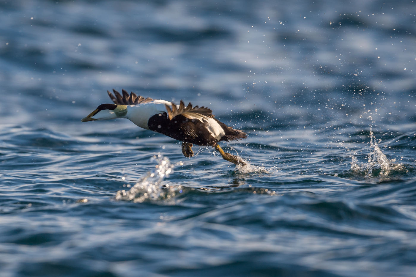 Een eider. © David 'Billy' Herman