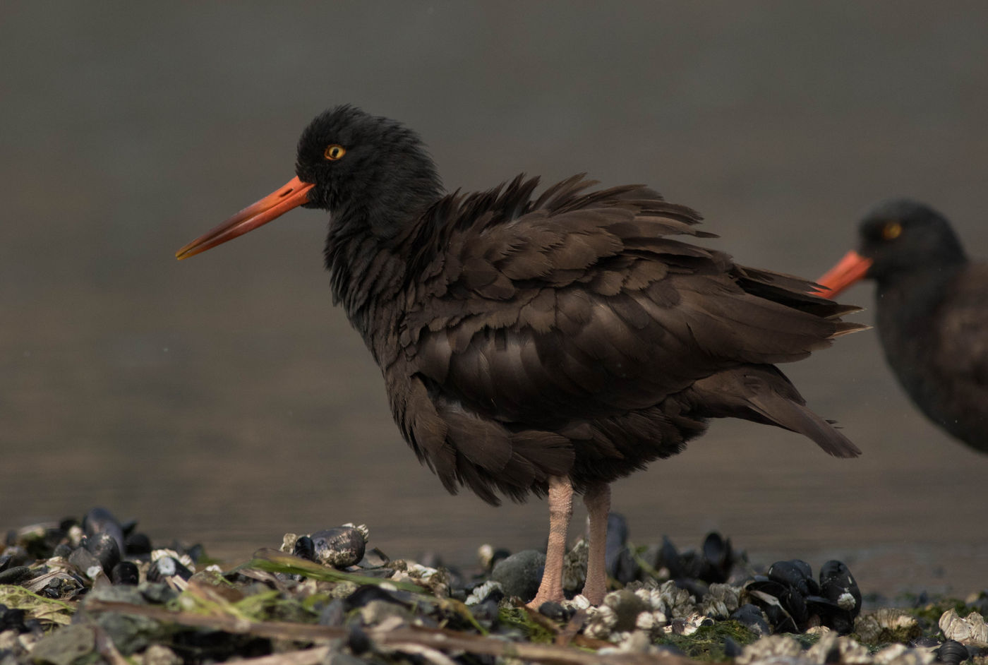 Black oystercatchers zijn een opvallende verschijning aan de rotskusten van de Pacific. © Joachim Bertrands