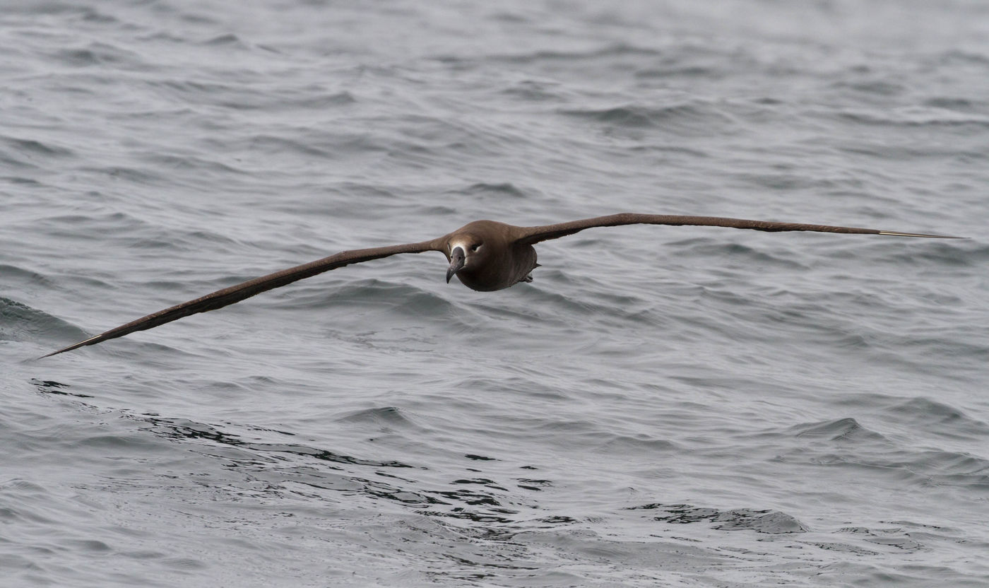 Black footed Albatross profiteert van de vangsten van de orka's ©Iwan Lewylle