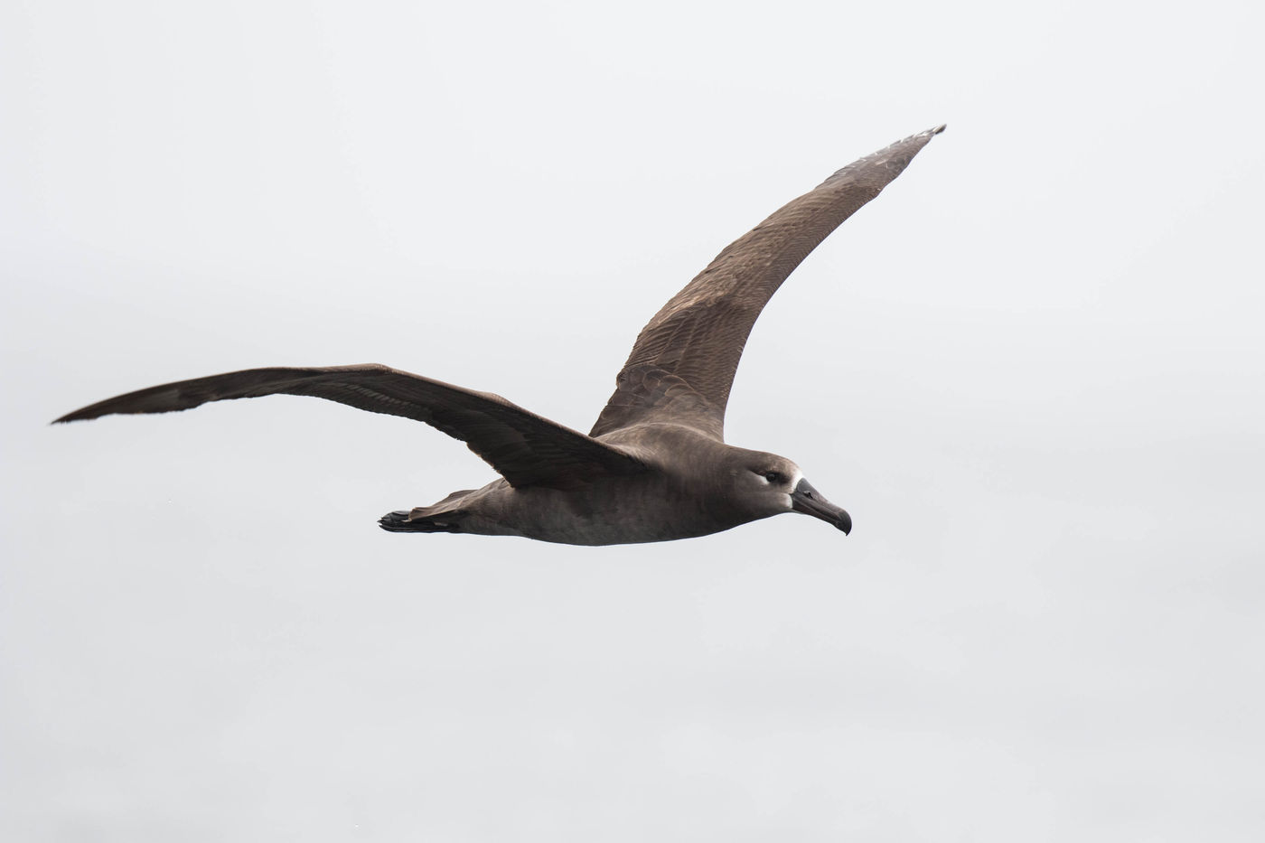 Black footed Albatross cirkelt boven de orkajacht ©Iwan Lewylle Black footed Albatross cirkelt boven de orkajacht ©Iwan Lewylle