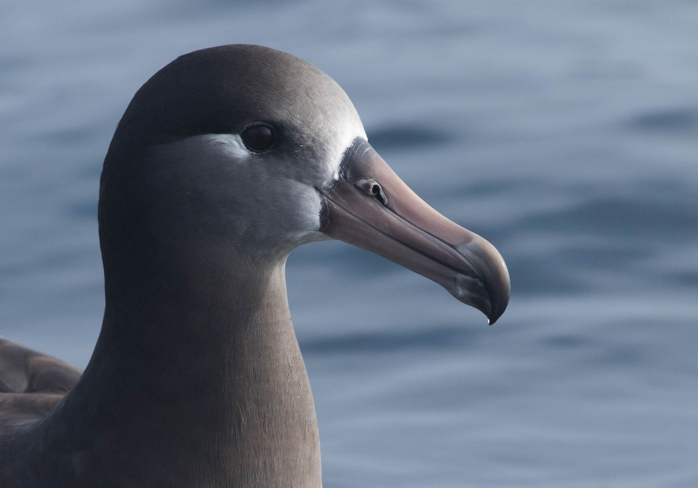 Black-footed albatross close-up. © Joachim Bertrands
