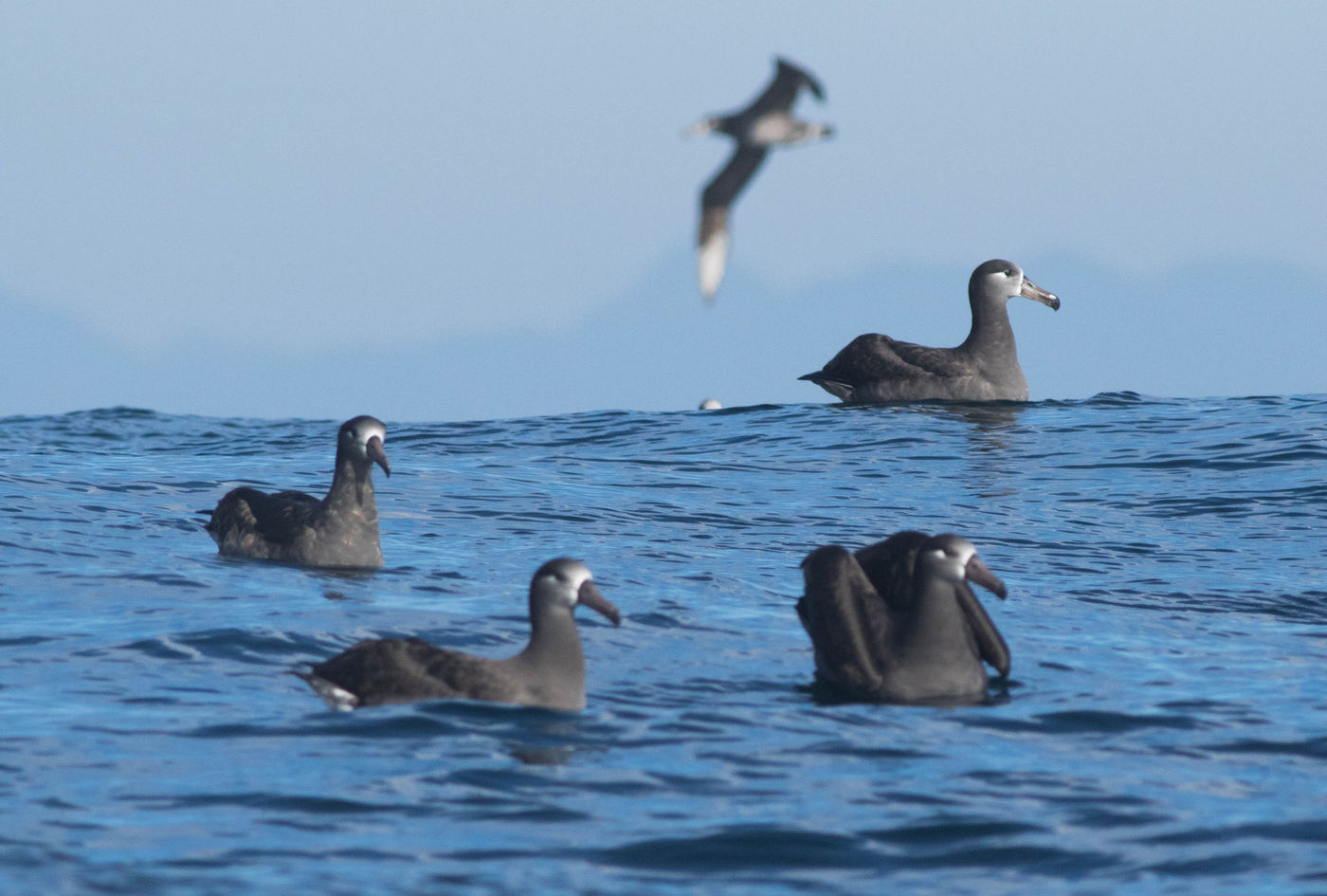 Deze albatrossen komen helemaal van de Midway eilanden ten westen van Hawaii, en spenderen de meeste tijd aan de westkust van Noord-Amerika. © Joachim Bertrands