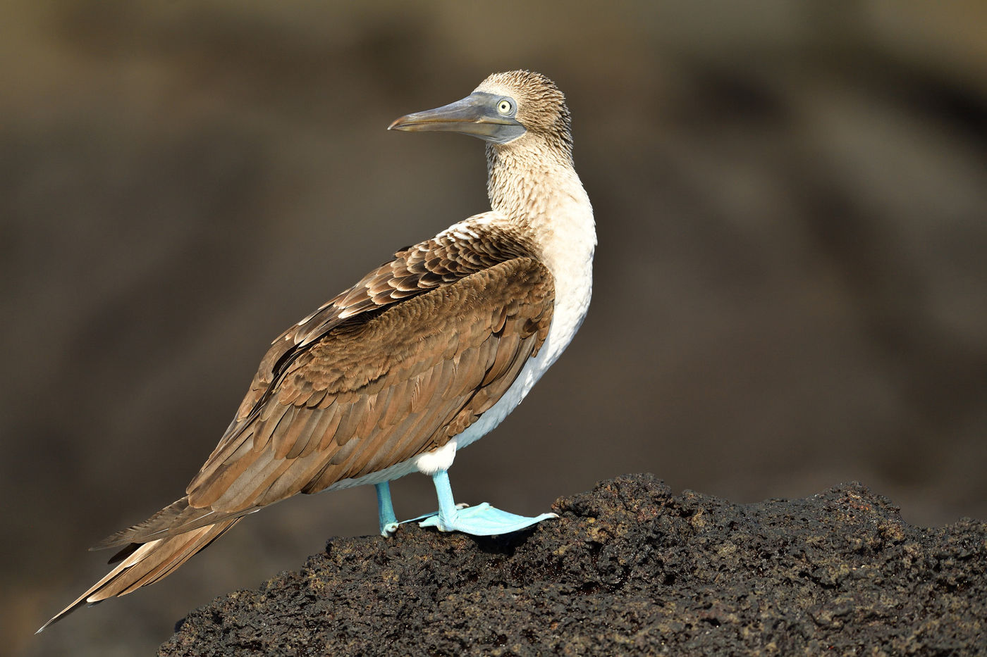 The light feet of the blue-footed booby cause a strong contrast against a dark background. © Yves Adams