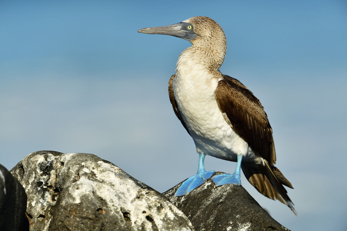 Deze tropische tegenhanger van onze jan-van-gent komt met name in de Pacifische oceaan voor. © Yves Adams