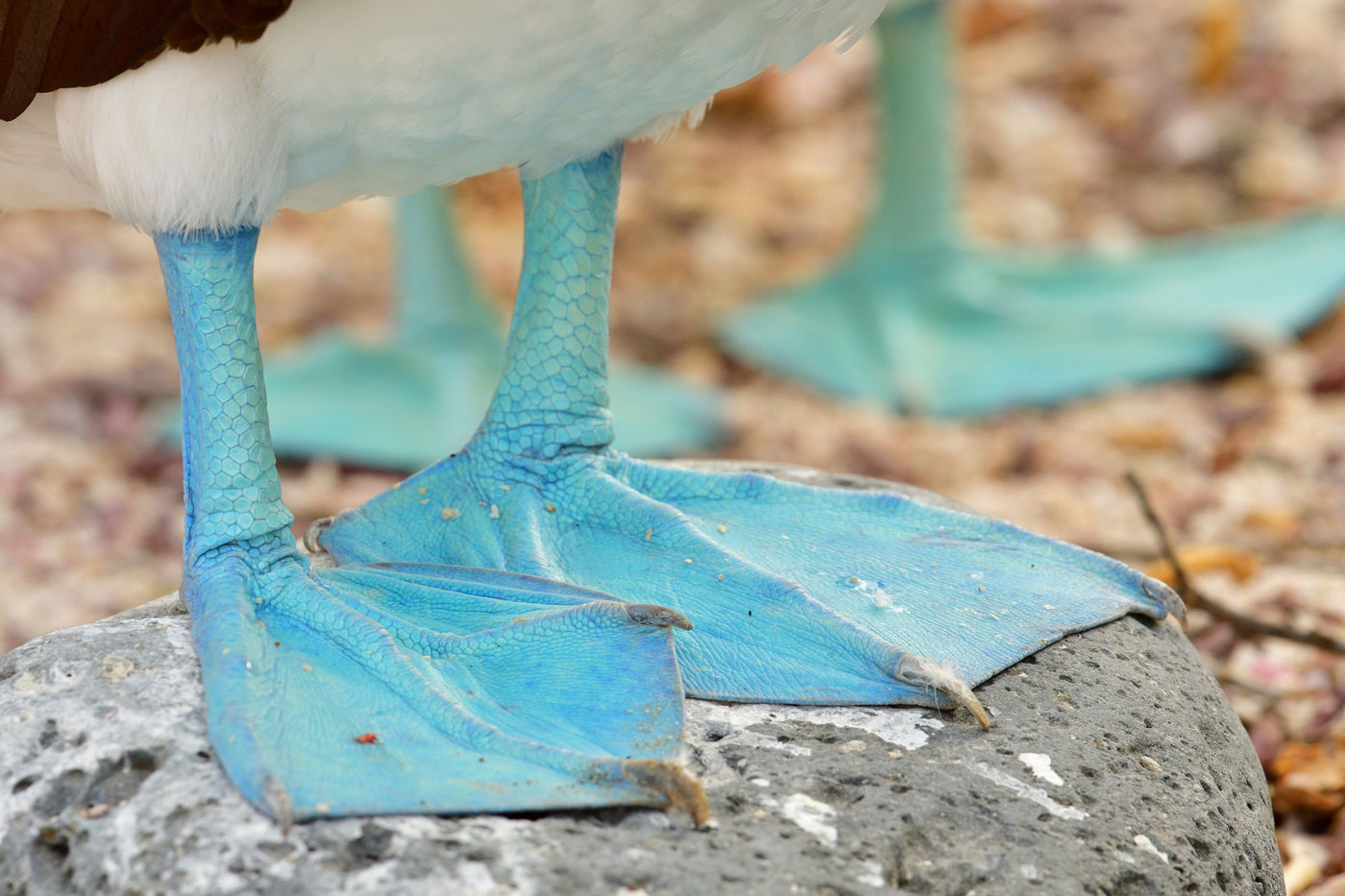 Blauvoetgenten laten weinig verbeelding over aan de oorsprong van hun naam. © Yves Adams