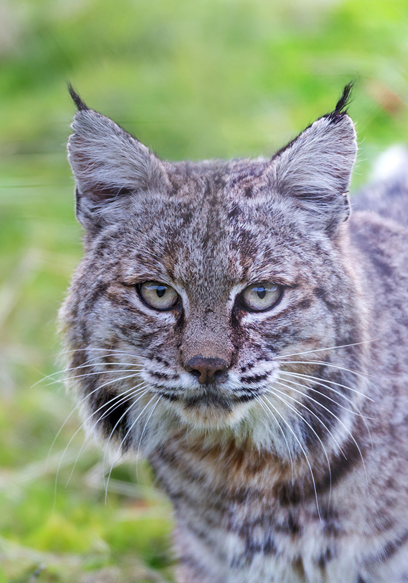 Een rode lynx (bobcat) in close-up. © Brent Paull