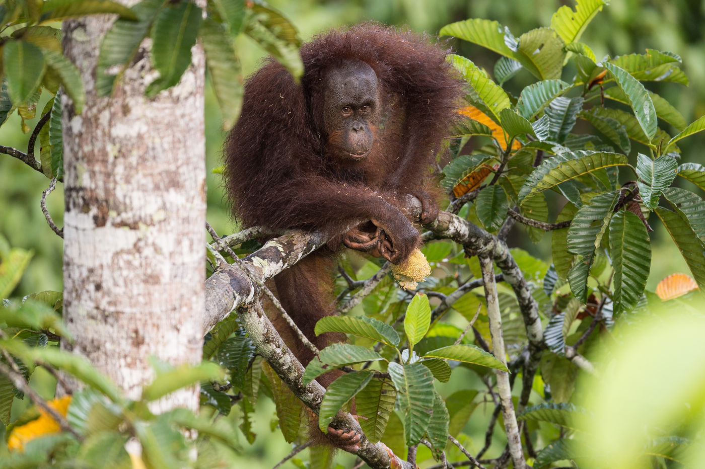 Ce splendide orang-outan a trouvé un fruit bien mûr. © Billy Herman