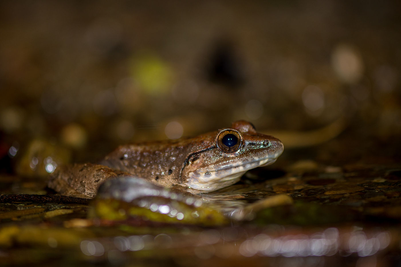 En prenant la photo à son niveau, cela donne vraiment vie à cette grenouille. © Billy Herman