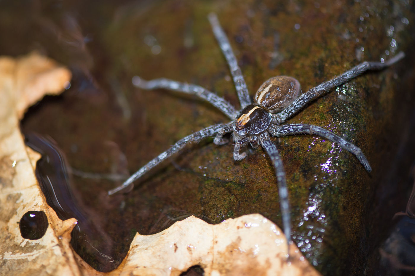 Ceci pourrait ressembler à une araignée de chez nous, mais pourtant rien n'en est plsu éloigné ! © Billy Herman