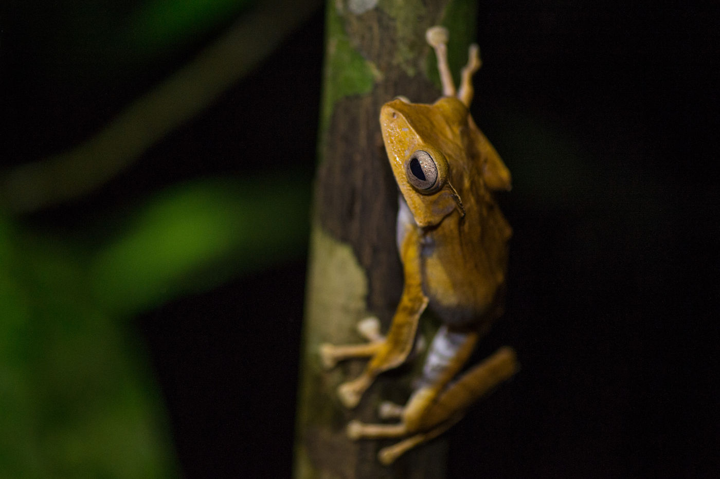 Les amphibiens sont tout aussi colorés que les autres animaux © Billy Herman