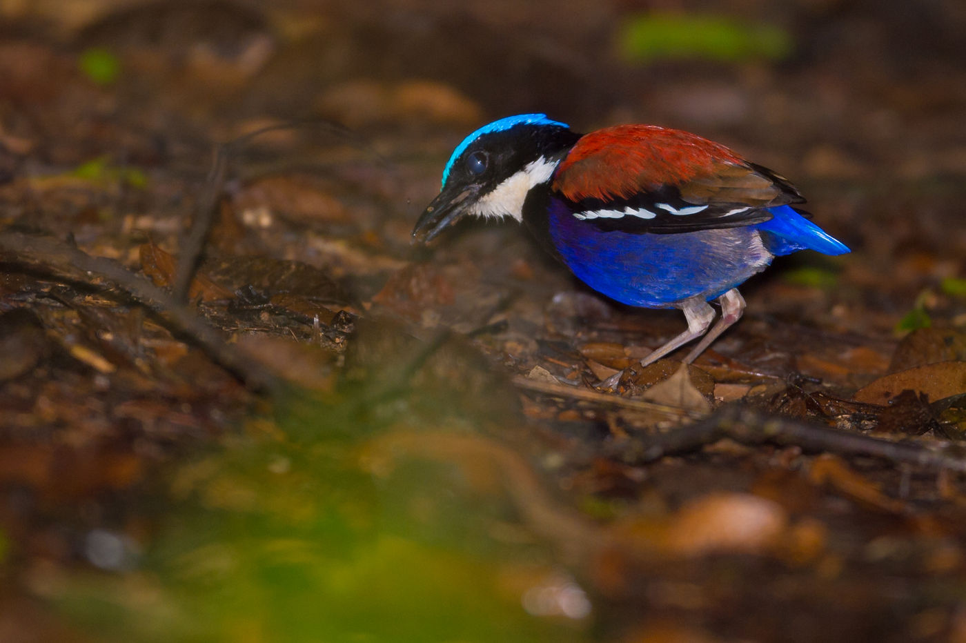 Cette blue-headed pitta nous montre ses belles couleurs. © Billy Herman