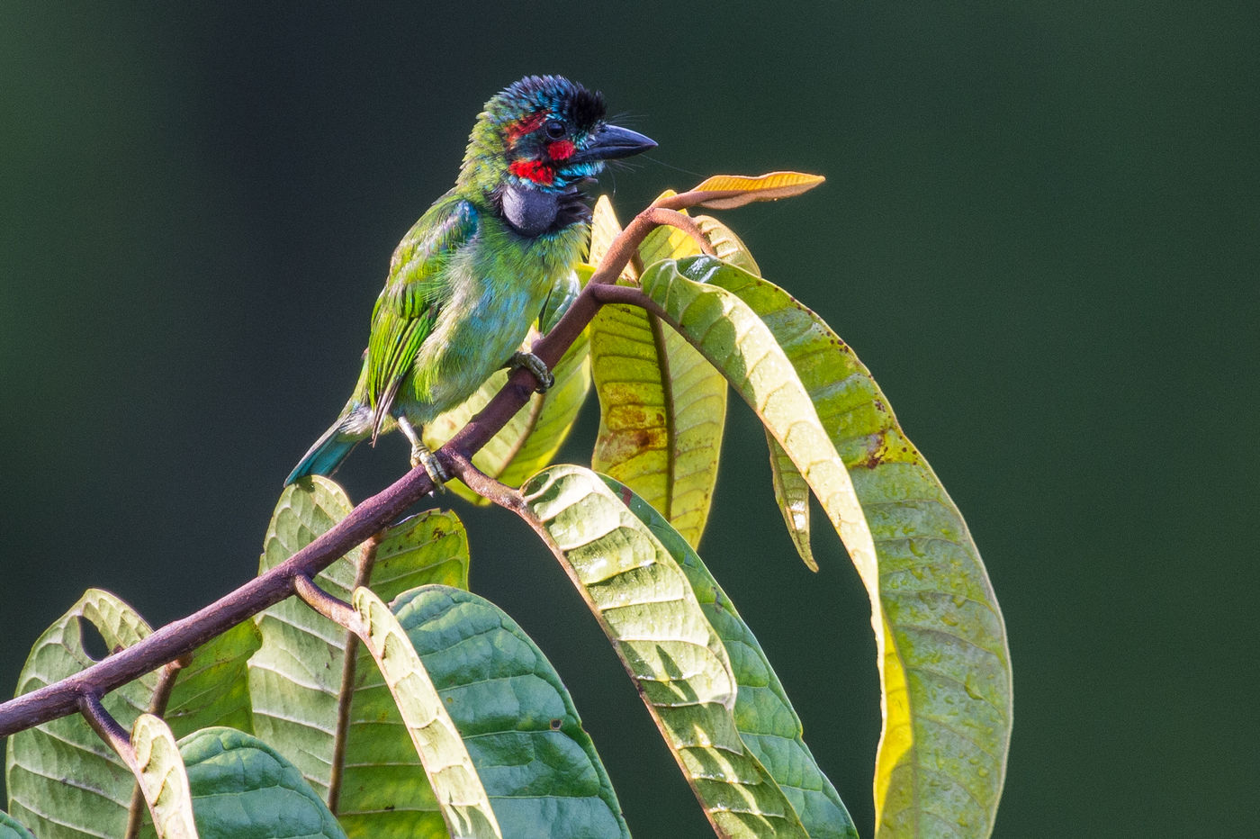 Un blue-eared barbet sur son perchoir. © Billy Herman