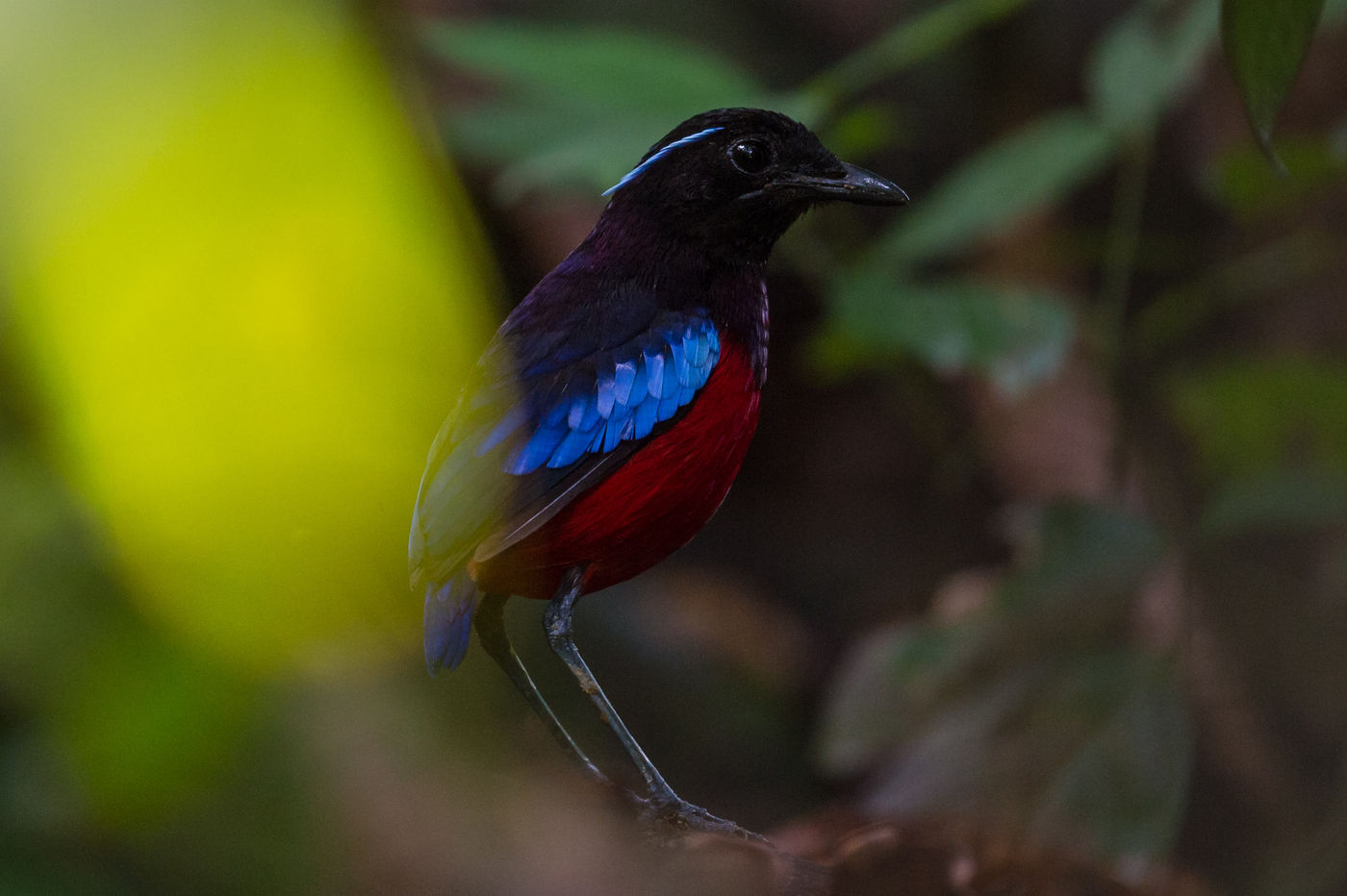 La black-crowned pitta est une autre gemme de Bornéo. © Billy Herman