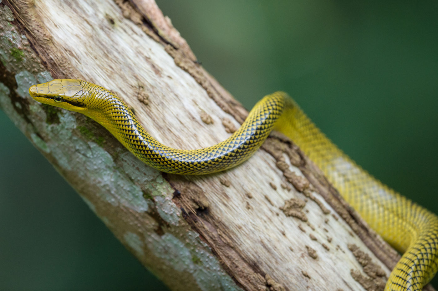 Close-up van een van de vele  boombewonende slangen op het eiland. © Billy Herman